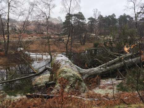 Storm damage at Tarn Hows